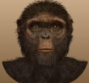 İnsan Evrimi Zaman Çizelgesi: Australopithecus Afarensis