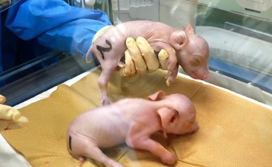 Fotoğraf/İllüstrasyon Japonya'da doğan ilk genetiği değiştirilmiş domuzlar (Meiji Üniversitesi profesörü Hiroshi Nagashima tarafından sağlanmıştır)