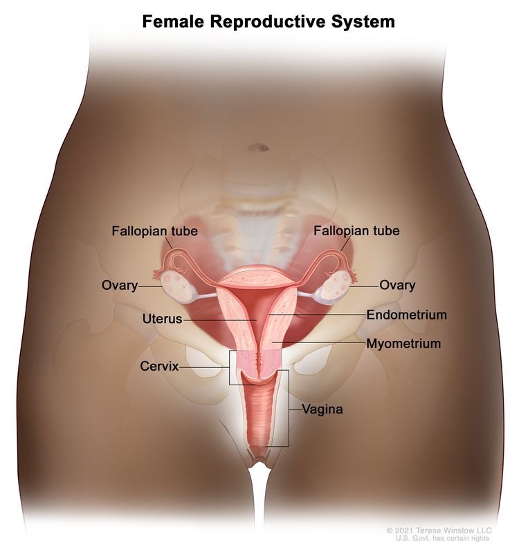 Kadın üreme sisteminin anatomisi.
