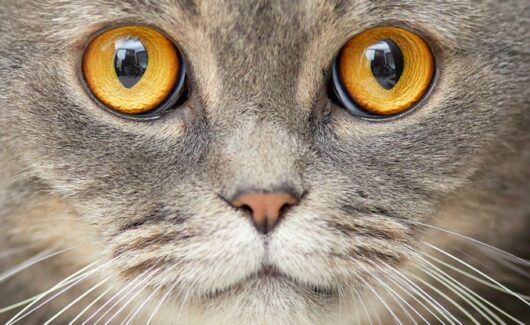 Kediler ve Şizofreni Arasındaki Gizemli Bağlantı
